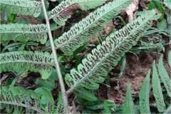 Diplazium esculentum